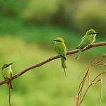 Oiseaux sur une branche