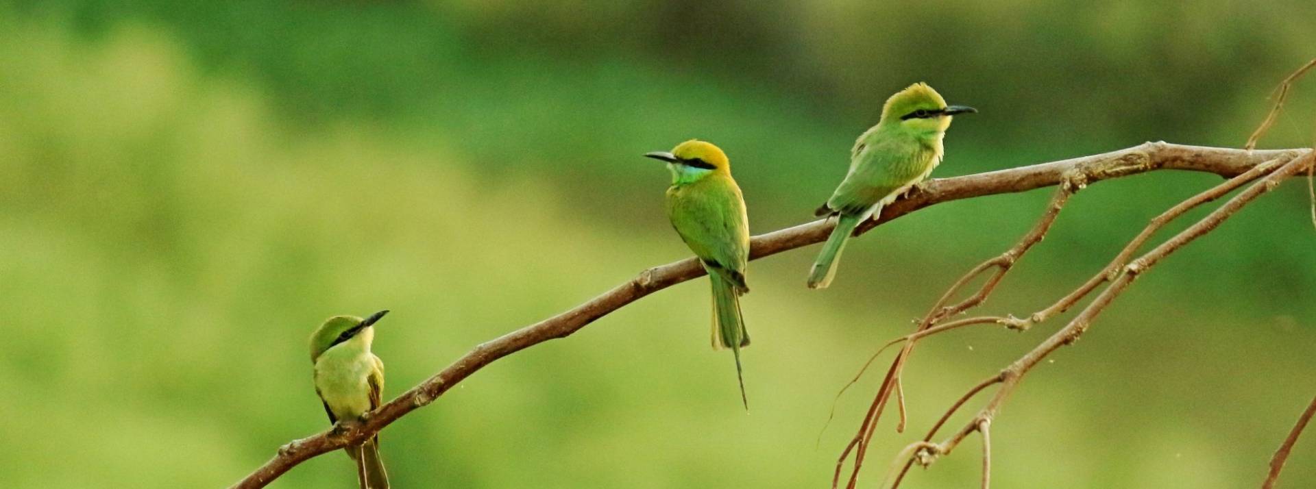 Avec sa web app Culture Green, Veolia se mobilise pour des fêtes de fin d’année plus responsables Oiseaux sur une branche