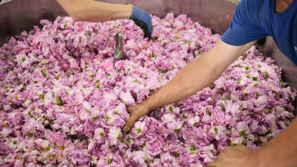 Aemium conçoit des parfums de luxe écoresponsables