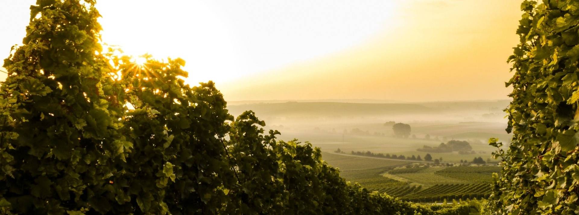 Huit initiatives pour transformer l’industrie agroalimentaire Huit initiatives pour transformer l’industrie agroalimentaire