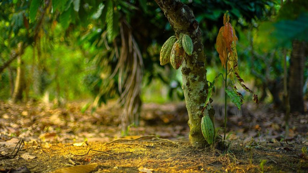 Nestlé lance un nouveau plan programme d’accélération des revenus des producteurs de cacao