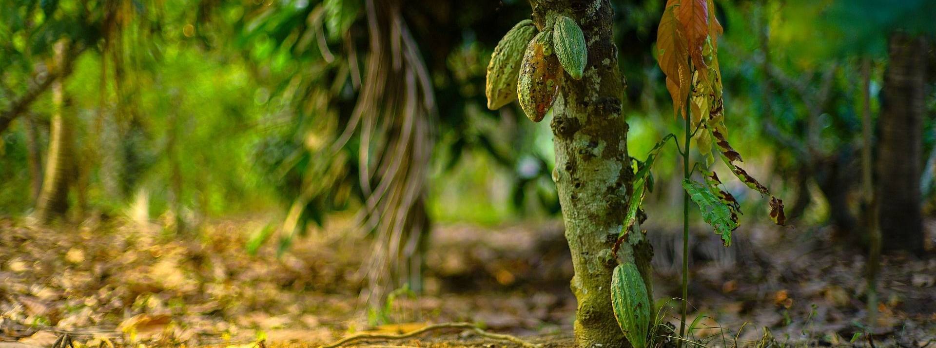 Nestlé lance un nouveau plan programme d’accélération des revenus des producteurs de cacao Nestlé lance un nouveau plan programme d’accélération des revenus des producteurs de cacao
