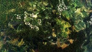 Forêt vu d'un satellite