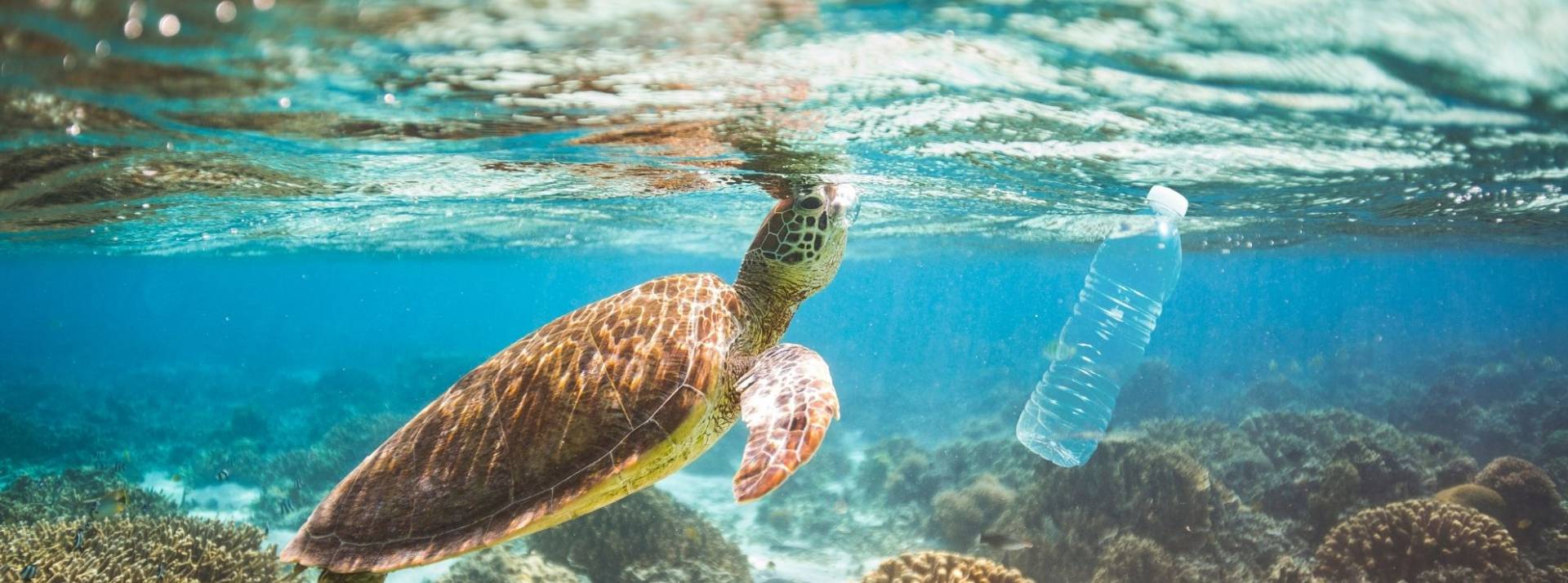 Suntory présente ses premières bouteilles en PET 100% végétal Tortue sous l'eau avec une bouteille plastique qui flotte