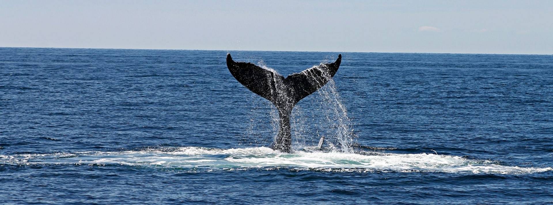 Le WWF France lance les Blue Panda Talks, des podcasts qui vous font sillonner la Méditerranée Queue de baleine