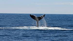 Queue de baleine