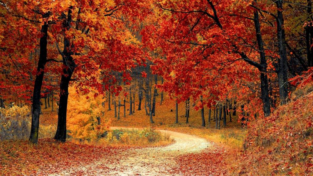 Forêt en automne
