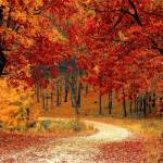 Forêt en automne