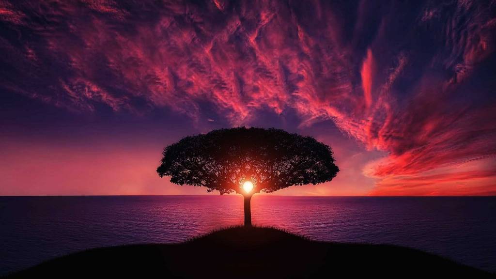 Arbre / coucher de soleil avec l'ocean en arrière plan