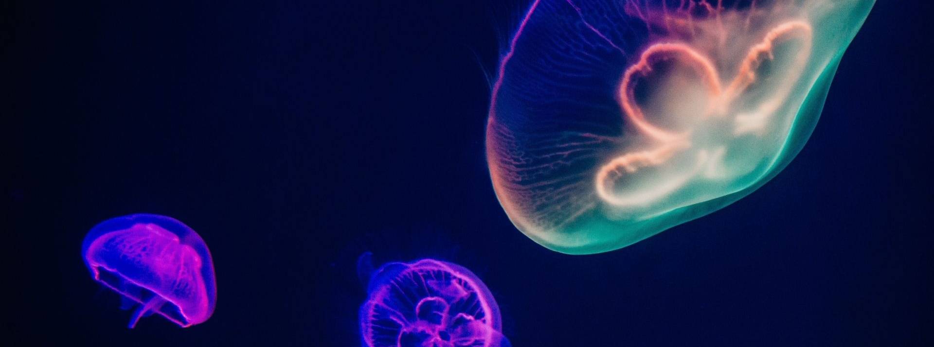 Seventure Partners lance le 1er fonds européen dédié à la croissance bleue : Blue Forward Fund™, avec le soutien des Banques Populaires. 3 méduses multicolores
