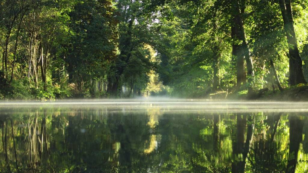 Forêt