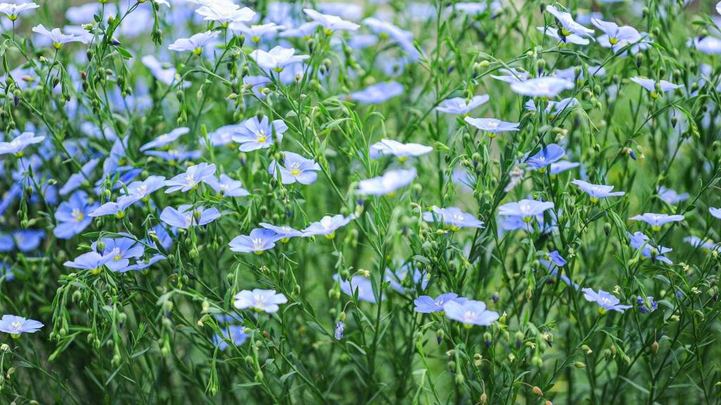Fleurs de lin
