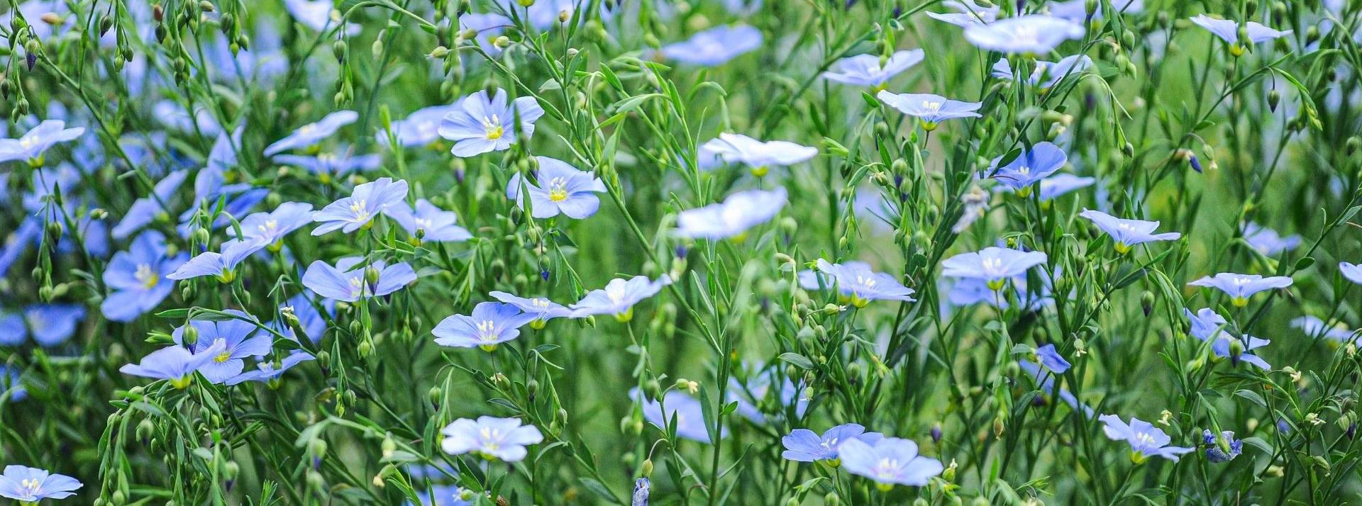 La branche Fibres du groupe NatUp lance La French Filature et annonce la prochaine mise en route opérationnelle de sa filature de lin au mouillé Fleurs de lin