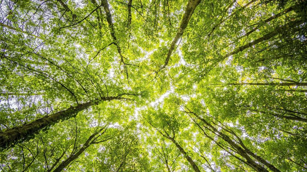 Forêt