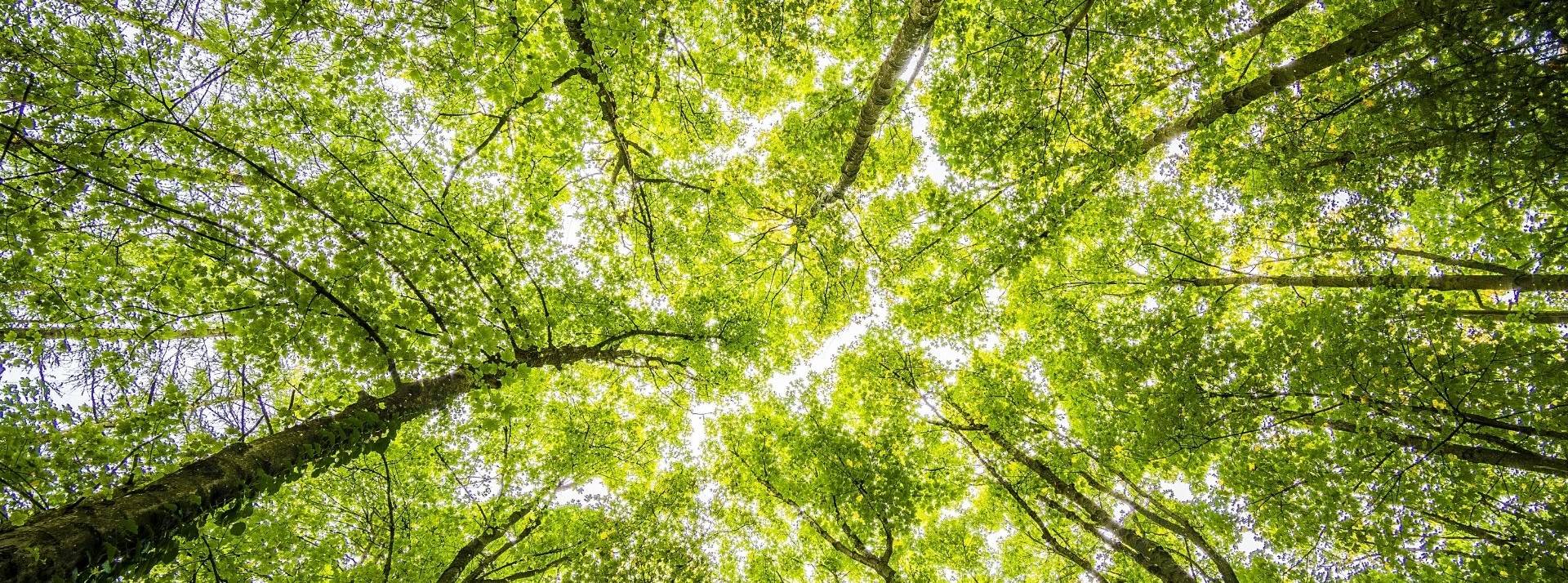 Jimmy, startup française du nucléaire, lève 2,2 millions d’euros pour décarboner l’industrie Forêt
