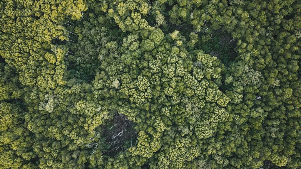 Forêt