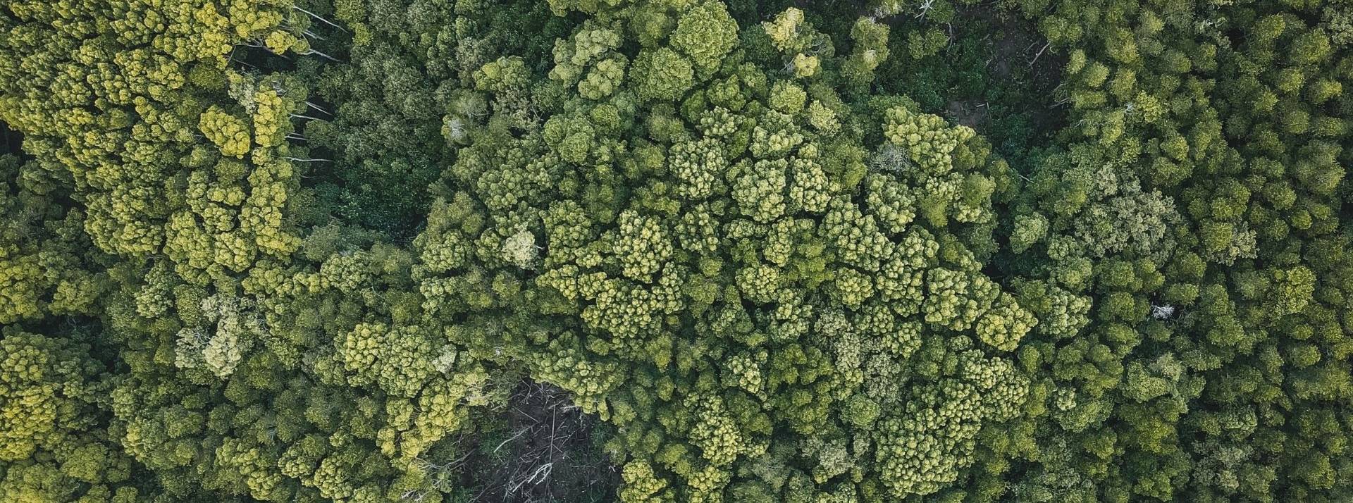 Challenge Reforestation 2022 : les entreprises s’engagent pour les forêts avec OuiLive Forêt