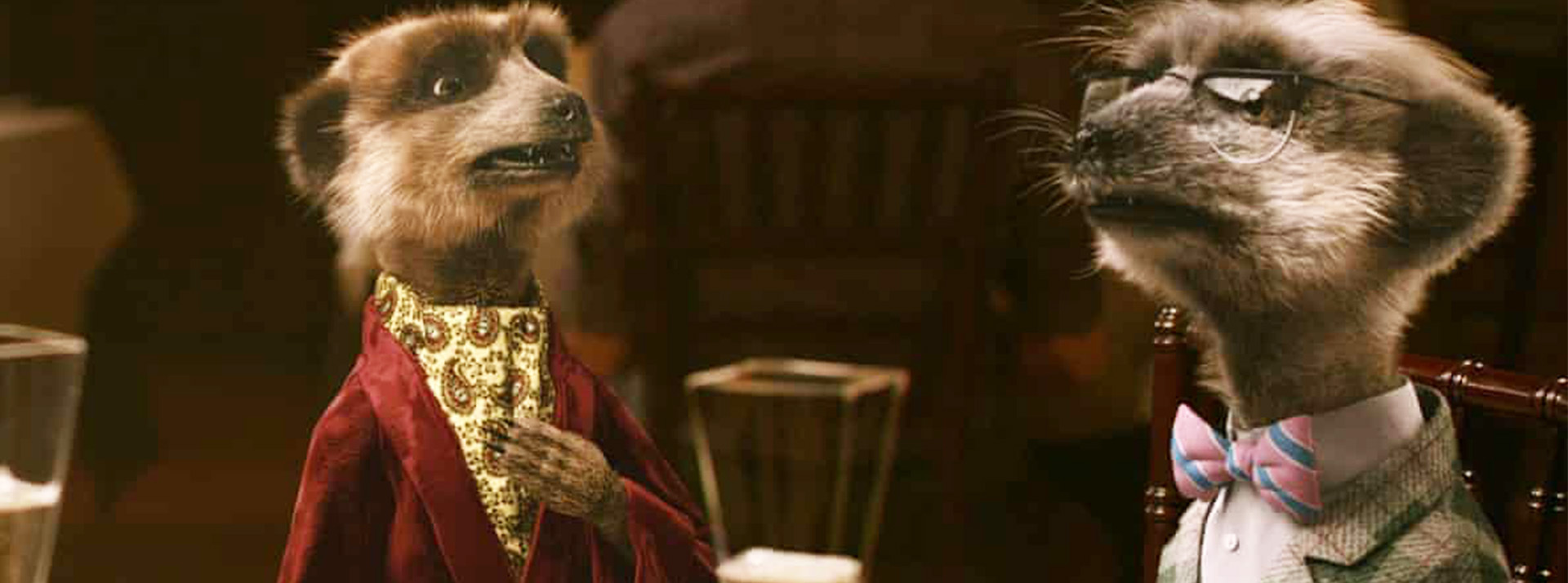 Suricate suricate
