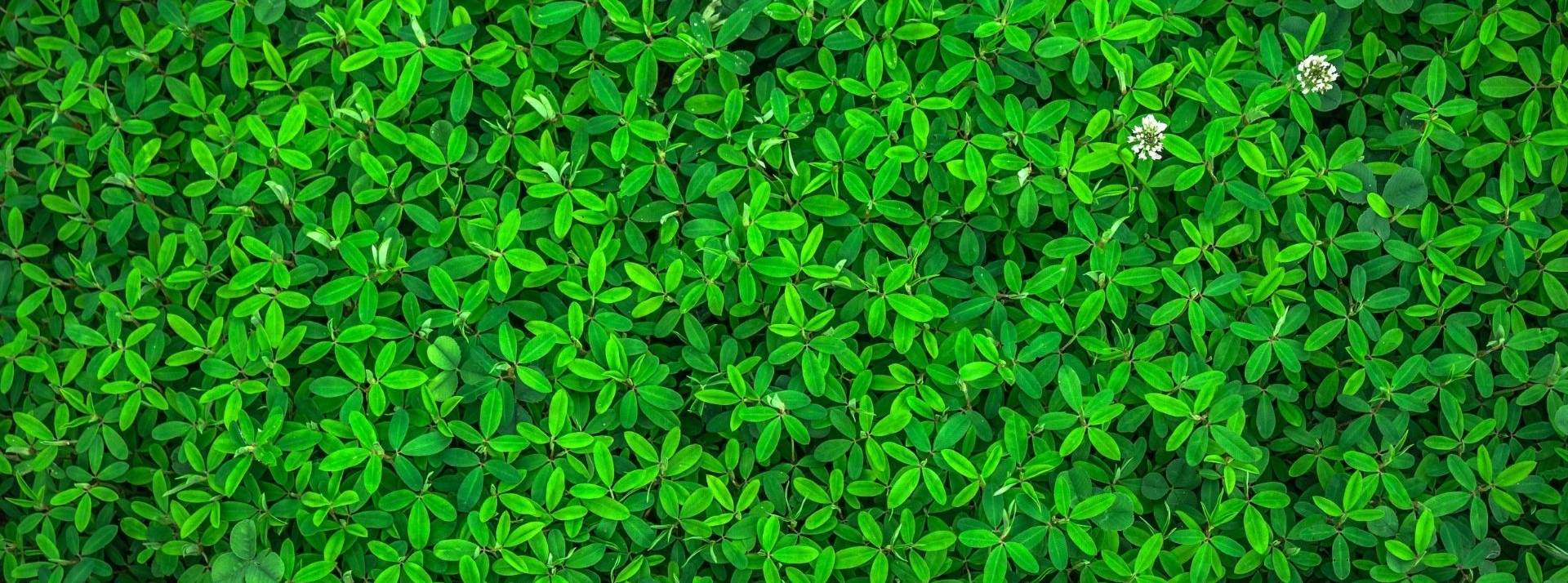 WeNow, la greentech spécialiste de l’innovation climatique et experte de l'éco-mobilité, lance un MOOC dédié à l’écoconduite. Feuilles