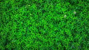 Feuilles