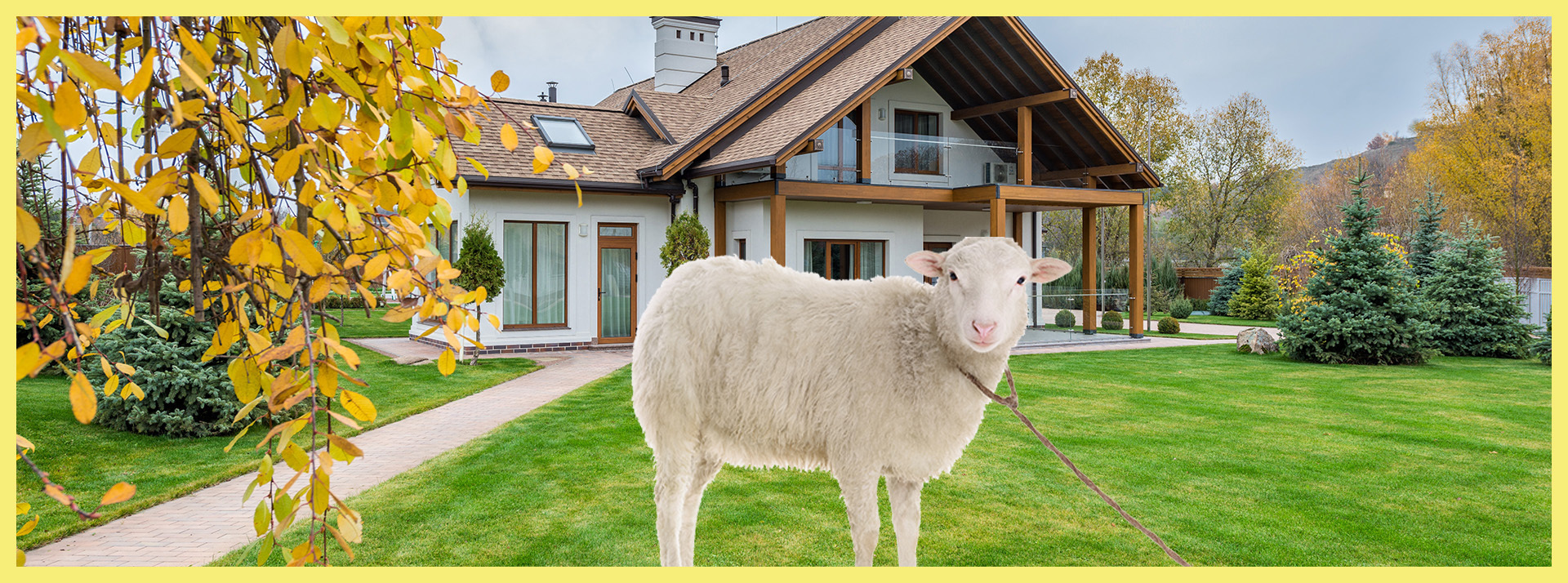 L’éco pâturage au service de la biodiversité à moindre coûts mouton eco paturage