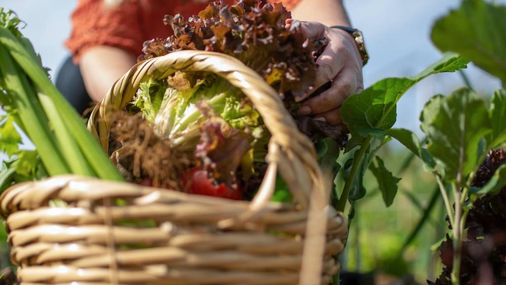 panier de légumes