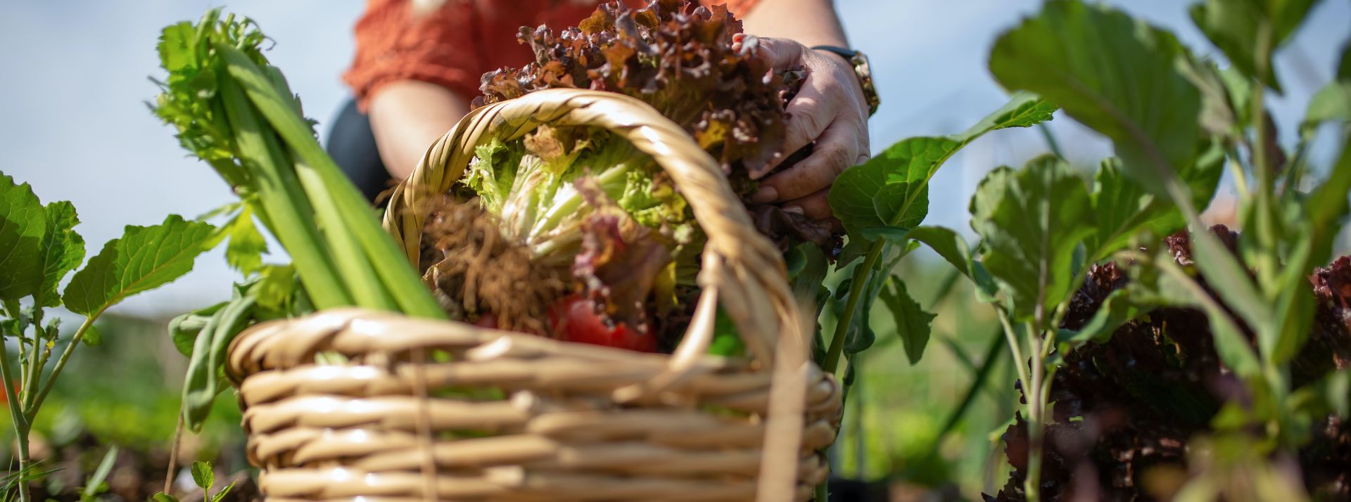 Panorama des chiffres du bio 2022 : l’Agence BIO alerte sur le besoin de relancer la demande de bio panier de légumes